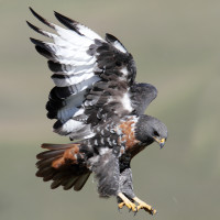 Jackal Buzzard